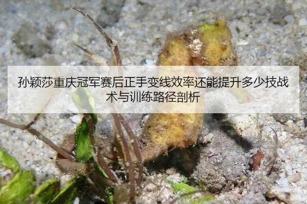孙颖莎重庆冠军赛后正手变线效率还能提升多少技战术与训练路径剖析